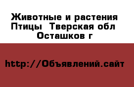 Животные и растения Птицы. Тверская обл.,Осташков г.